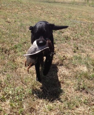 Black Labrador retrieving a duck