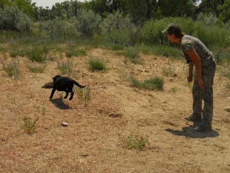 Black Lab puppy retrieves her first duck