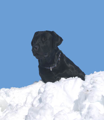 Black Lab on a 6-foot snow drift in Colorado