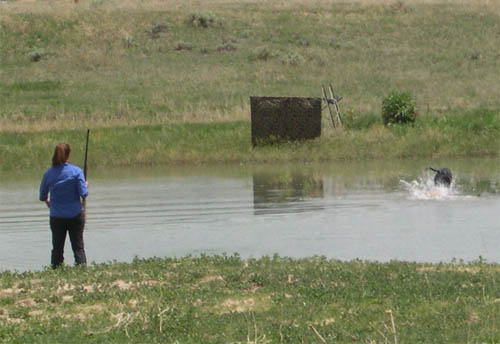 Retrieving a water mark during a hunt test