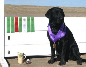 Labrador wins Obedience and Rally awards