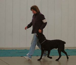 Black Lab competing in Rally obedience