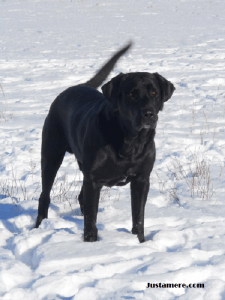 Tory - a black Labrador Retriever in the snow