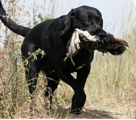 Tory, a black Lab, shown finishing his Senior Hunter title