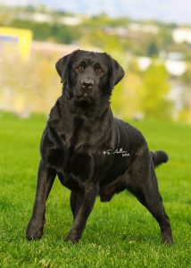 Ready to compete in the Labrador specialty show