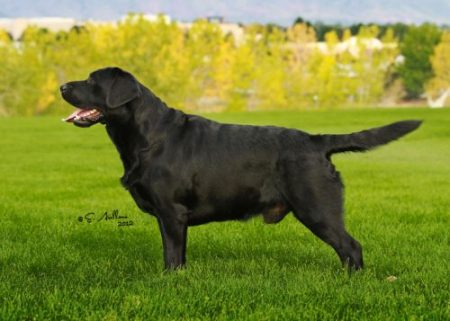 Black Lab stacked for the show ring