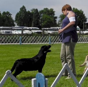 Black Lab at a dog show