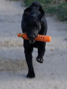 Black Labrador retrieving a bumper