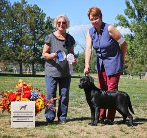 Black Lab puppy winning at a dog show