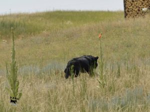 Black Lab retrieving a bird in the field