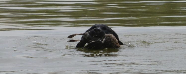 Black Lab swimming back with a duck