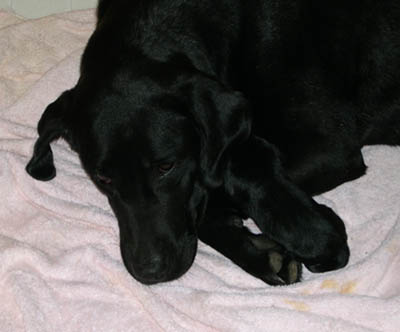 Black Labrador with her new puppy