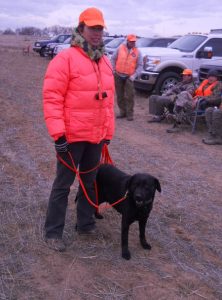 Labrador training for upland bird hunting