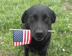 Patriotic black Labrador Retriever