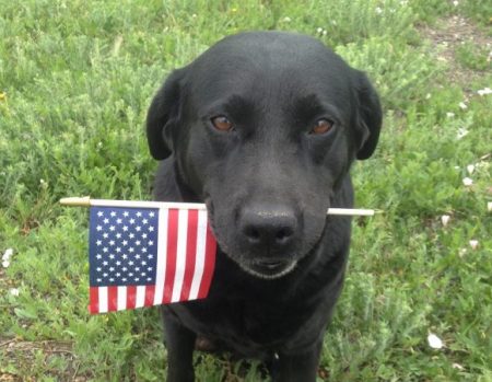A patriotic black Labrador Retriever on Memorial Day