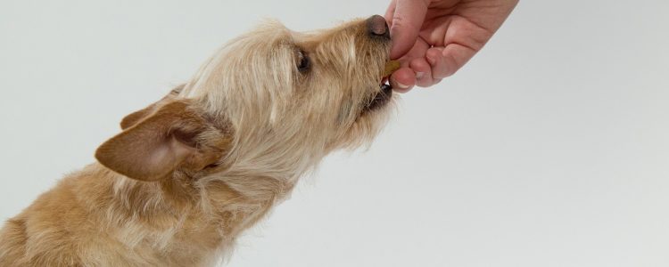 Small dog eats yummy treats