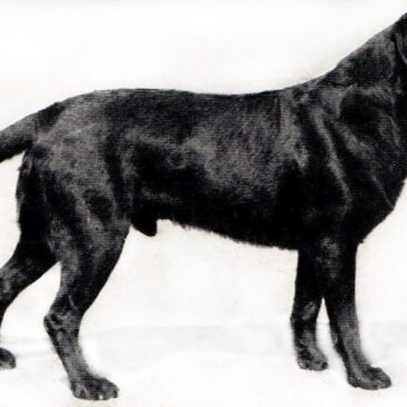 Banchory Bolo - First Dual Champion Labrador