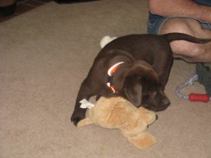 Chocolate Lab puppy snuggles his toy