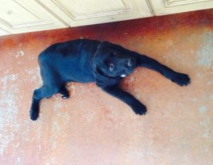 Labrador Retrievers come in black, yellow or chocolate. This one is black.