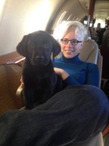 Lab puppy travels first class