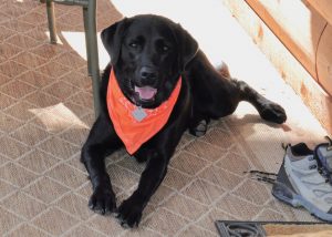 Black Labrador models a bright red bandanna