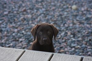 Chocolate Labrador Retriever puppy