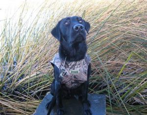 Hunting Labrador scans the sky for birds