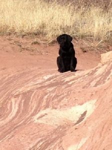 Black Lab puppy in the red rocks of Colorado