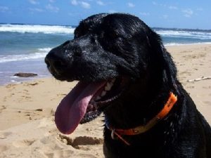 Black Lab relaxes after a successful hunt