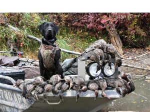 Black Labrador Retriever with the ducks he retrieved on opening day of hunting season