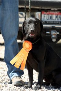 New hunt test title for a black Labrador Retriever