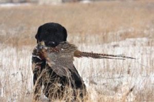 Black Lab retrieves a late-season pheasant