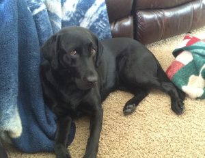 Female Lab relaxing at home