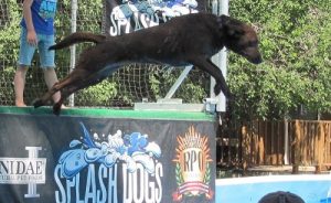 Chocolate Labrador learning how to dock dive