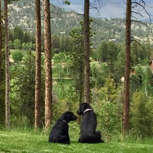 Two English style black Labrador Retrievers