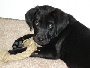 Black Lab puppy chewing on a toy