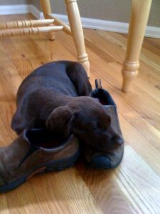 Chocolate Labrador puppy sleeps on her owners shoes