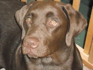 Portrait of a chocolate Lab