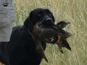 Female Lab retrieving ducks for her Working Certificate