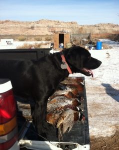 Labrador Retriever and the pheasants he retrieved near Palisade, Colorado