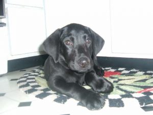 Labrador puppy thinking about all the birds he will retrieve