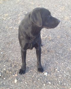 Young black Labrador