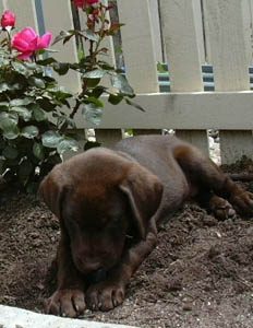 Chocolate Labrador Retriever puppy in the rose garden