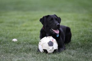 Labrador Retriever ready to join the soccer game