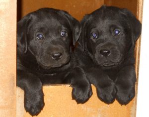 Two black Labrador puppies peek out from their whelping box
