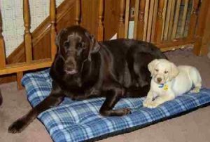 A chocolate Lab and a yellow Lab puppy