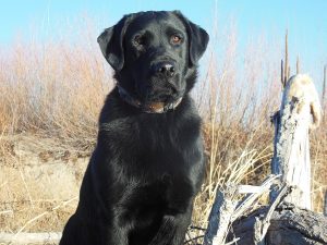 Handsome black Lab poses in the snow