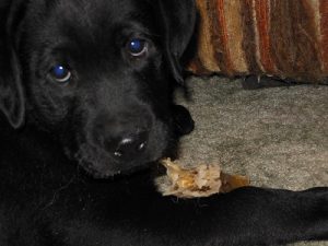 Cute black Labrador Retriever puppy