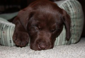 Sleepy chocolate Lab puppy