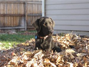 Black Labrador in a pile of leaves